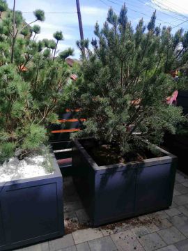 ArtDimDesign-Alpinarii-rokarii-klumby-foto-44