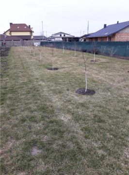 Posadka_-fruktovykh-derev-1