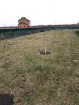 Posadka_-fruktovykh-derev-foto-2